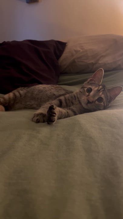 Enlarge Rocket, an adopted Domestic Short Hair in Vancouver, BC video 6/6