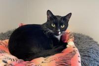 Enlarge Teddy, a ADOPTABLE Domestic Short Hair in Lincoln, NE image 1/1