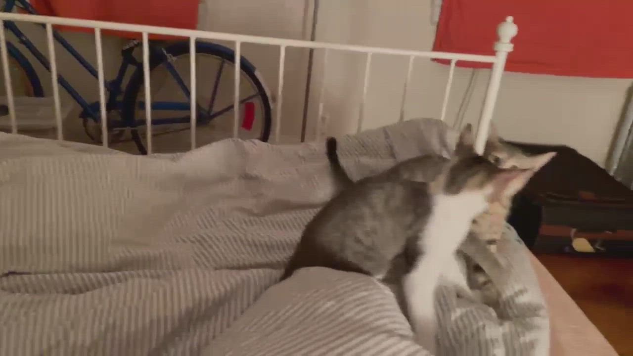 Enlarge Ralph and Beatrice, a Adopted Domestic Short Hair in Brooklyn, NY video 2/7