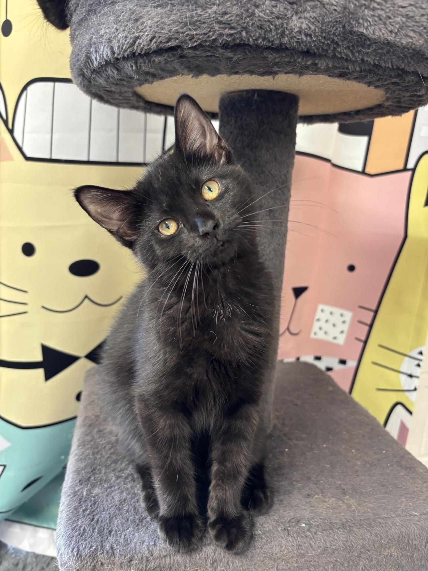 Latte, ADOPTABLE, Kitten Female Domestic Short Hair.
