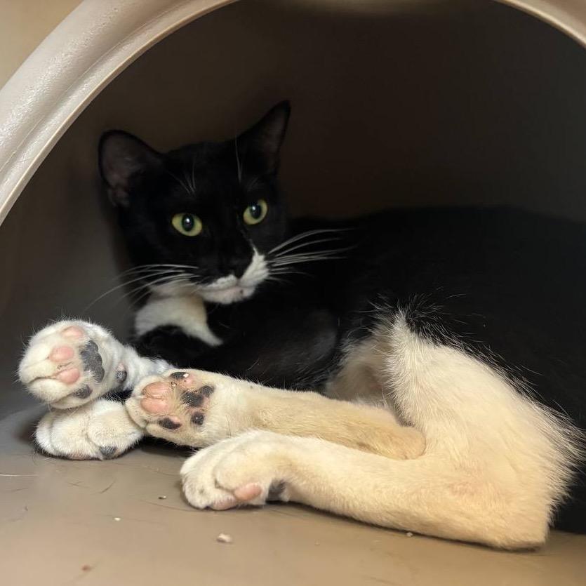 Canyon, Adoptable, Adult Female Domestic Short Hair.