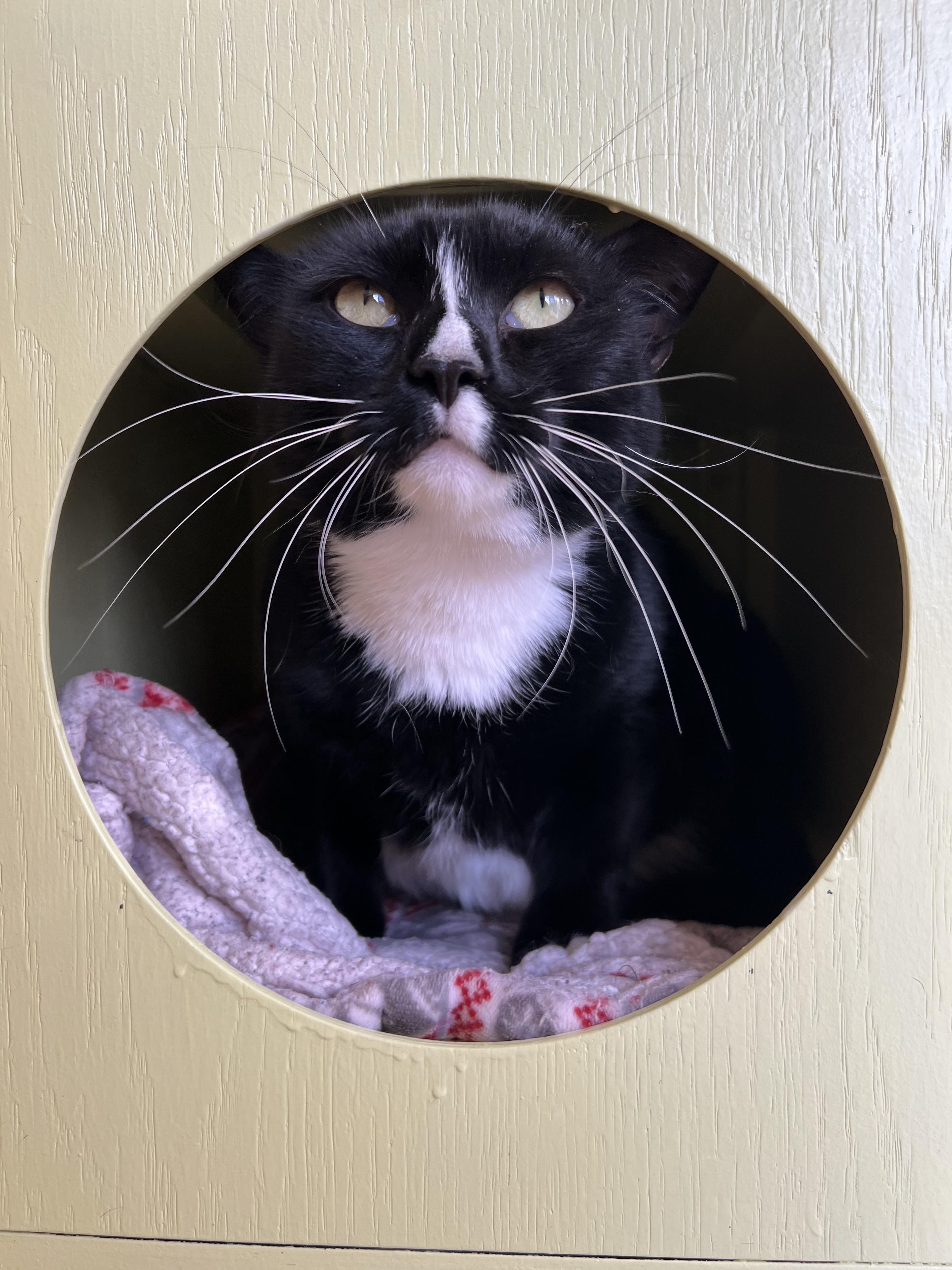 Enlarge Aster, a ADOPTABLE Tuxedo in Bristol, RI image 3/4