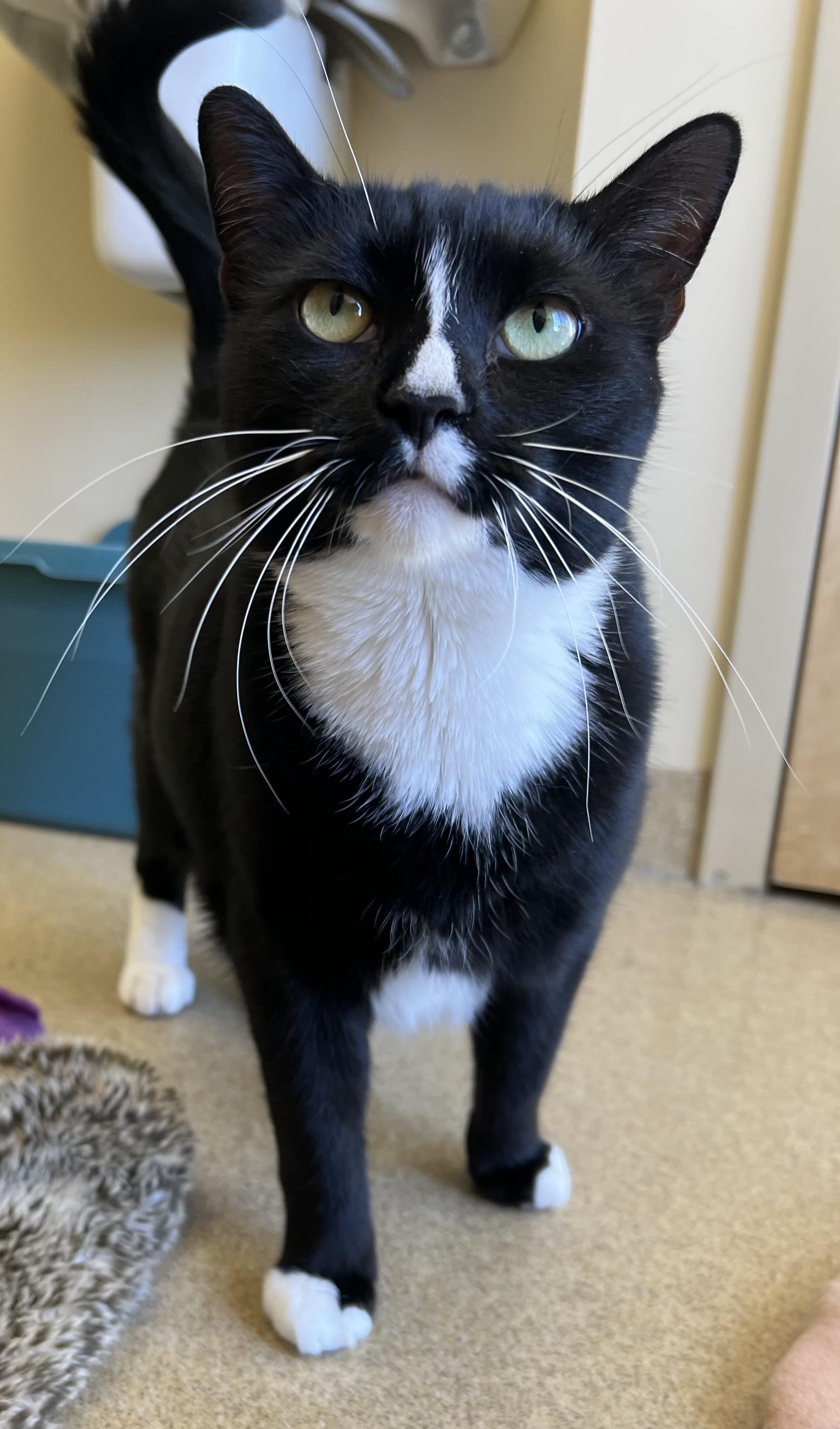 Enlarge Aster, a ADOPTABLE Tuxedo in Bristol, RI image 1/4