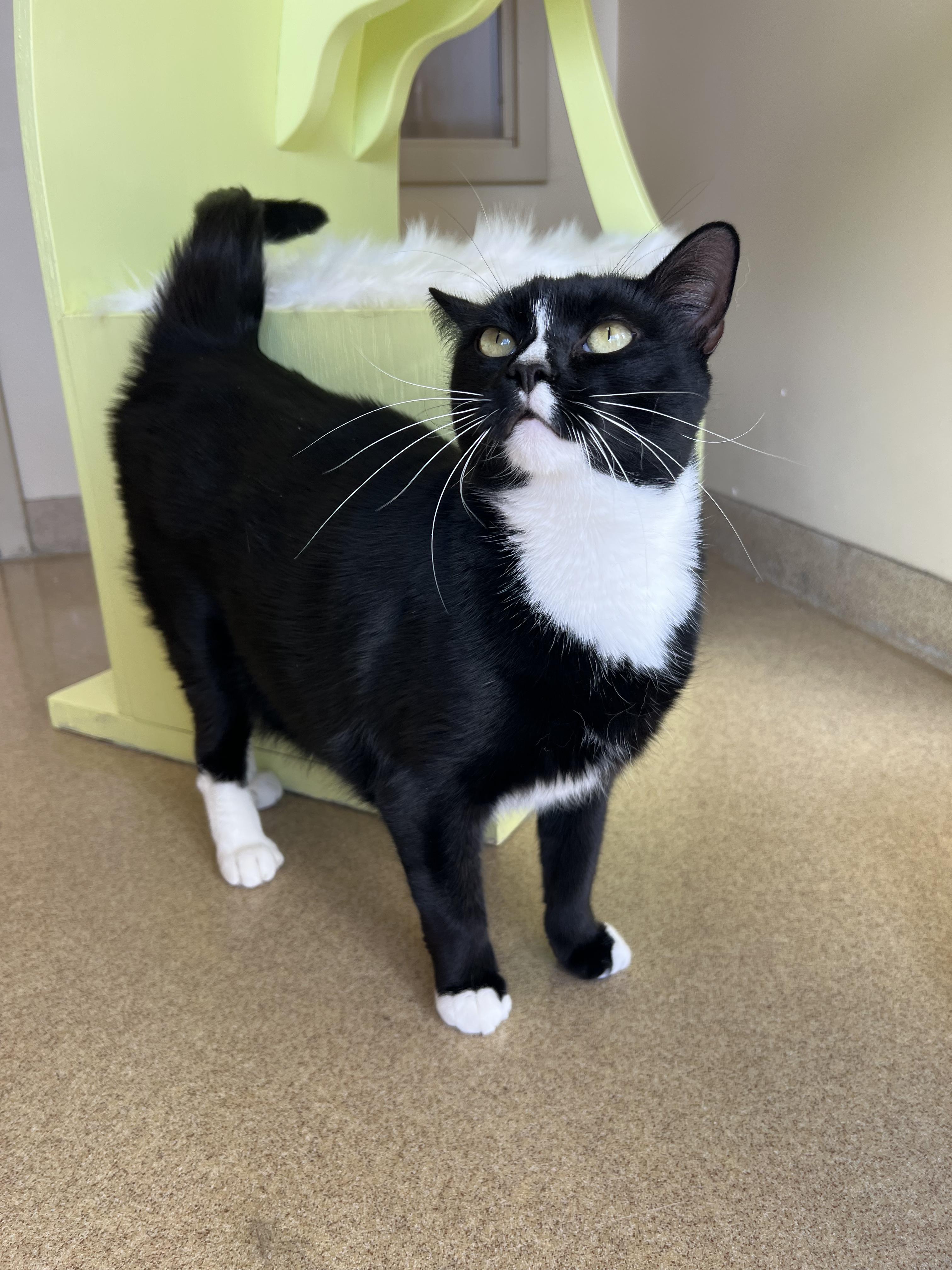 Enlarge Aster, a ADOPTABLE Tuxedo in Bristol, RI image 2/4