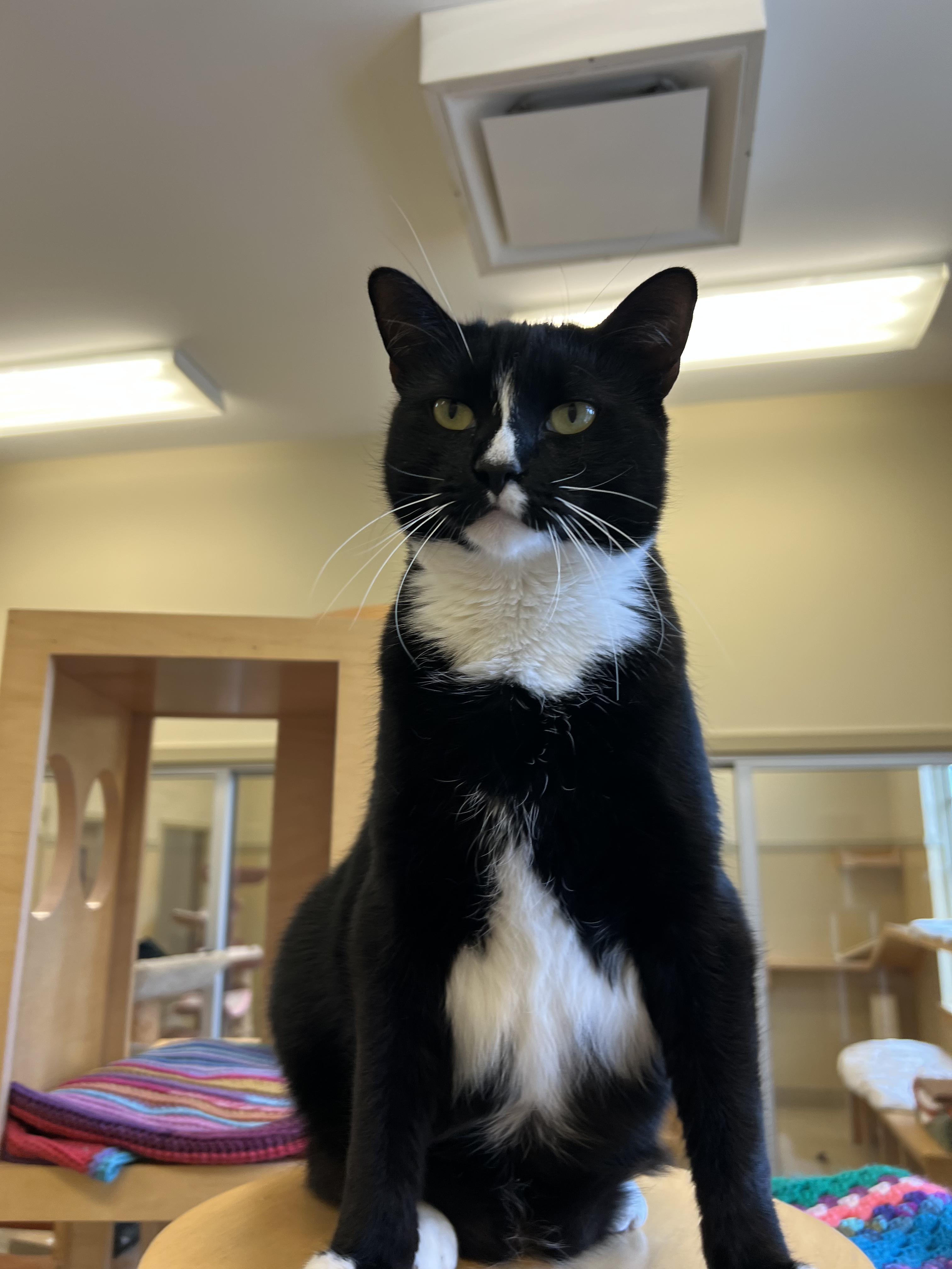Enlarge Aster, a ADOPTABLE Tuxedo in Bristol, RI image 4/4