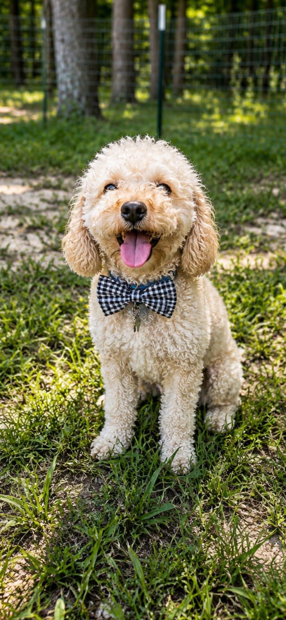 Toby, Adoptable, Adult Male Miniature Poodle.