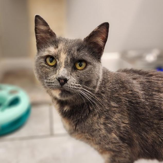 Enlarge Marigold, a Adoptable Domestic Short Hair in Toms Brook, VA image 1/2