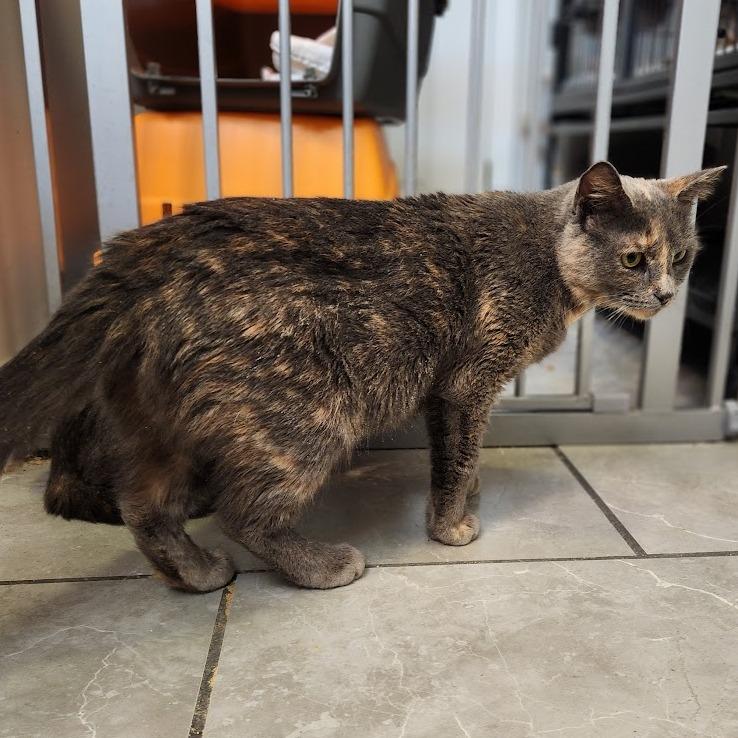 Enlarge Marigold, a Adoptable Domestic Short Hair in Toms Brook, VA image 2/2