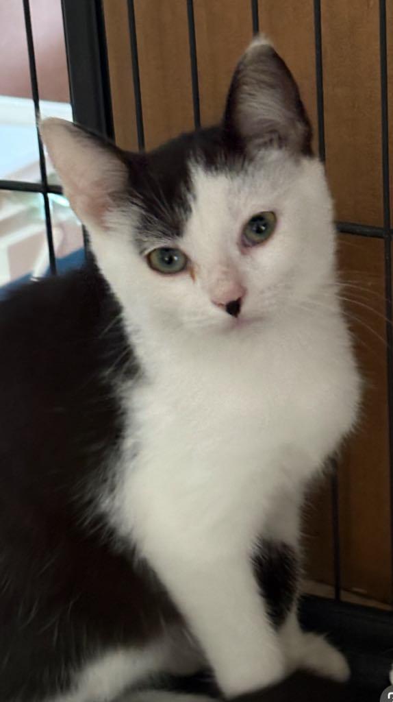 Ying, Adopted, Kitten Female Domestic Short Hair.