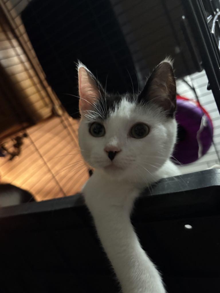 Ying, a Adopted Domestic Short Hair in Cortland, OH image 2/2