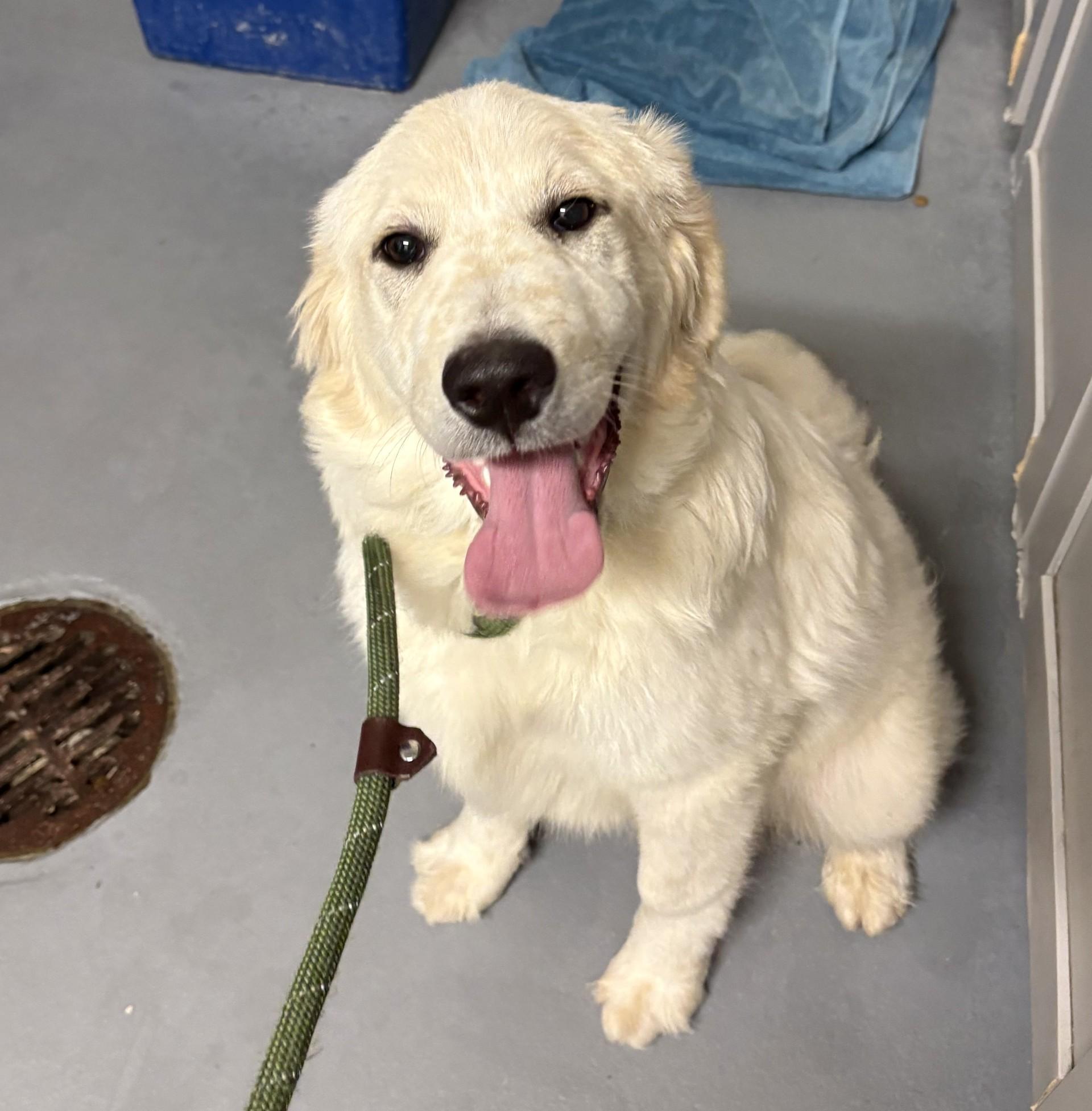 Enlarge Petunia, an adopted mixed breed in Ashland, VA image 3/4