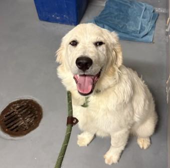 Petunia, ADOPTABLE, Puppy Female Great Pyrenees.