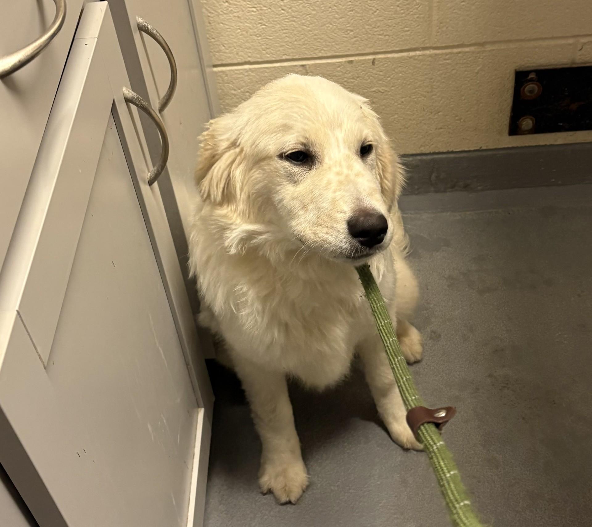Enlarge Petunia, an adopted mixed breed in Ashland, VA image 2/4