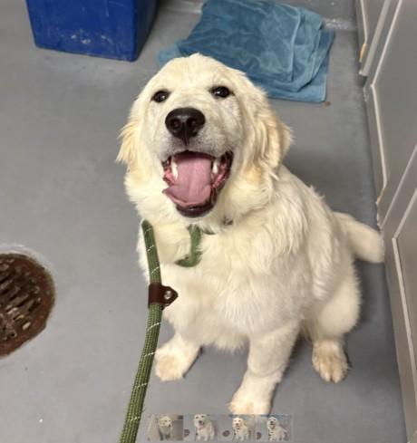 Enlarge Petunia, an adopted mixed breed in Ashland, VA image 4/4