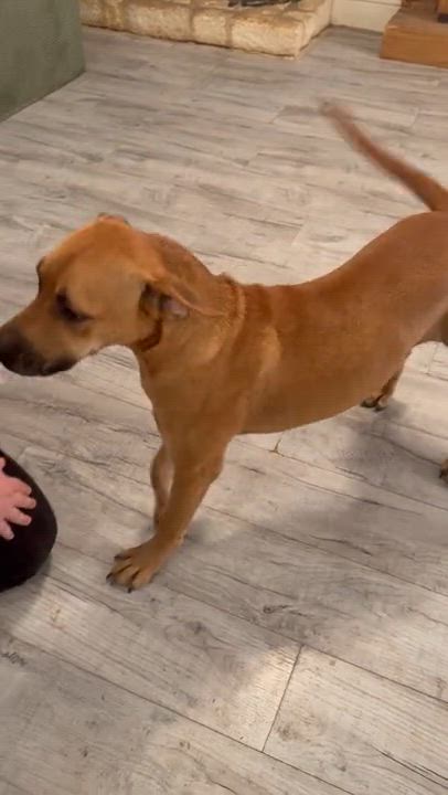 Enlarge Atlas Wyatt, a Adoptable mixed breed in Cedar City, UT video 5/5