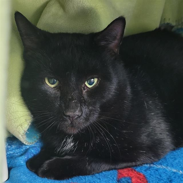 Enlarge PECAN - WORKING CAT, a Adoptable Domestic Short Hair in Centerville, MA image 1/1