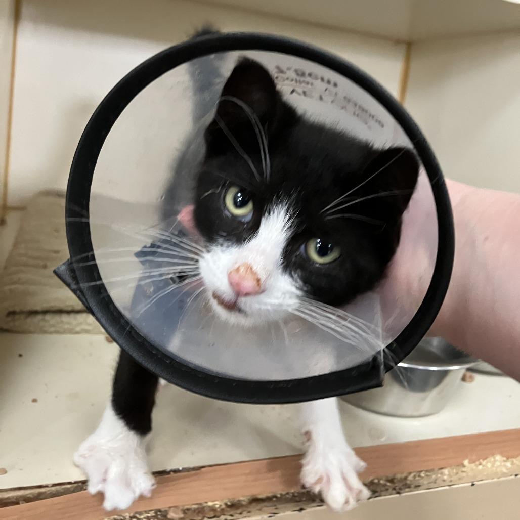 Tempo, Adoptable, Kitten Male Domestic Short Hair.