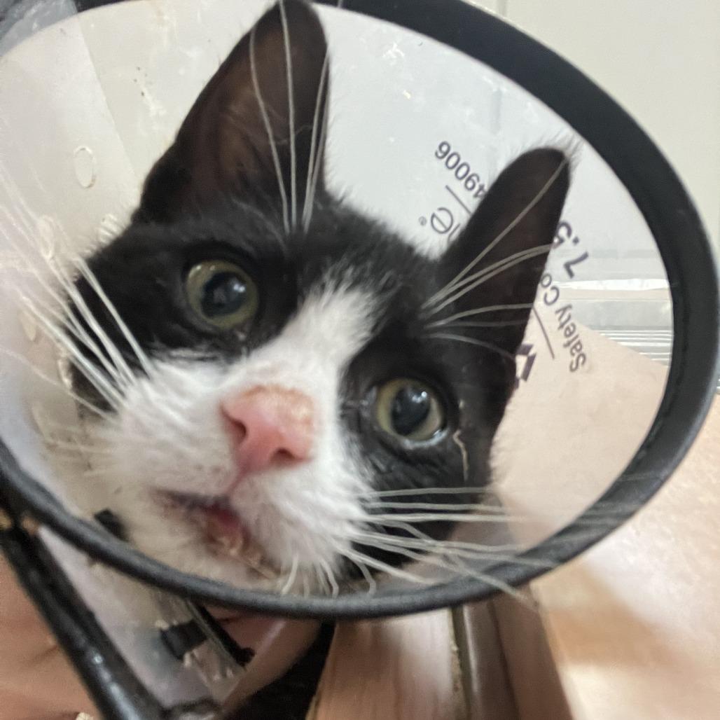 Enlarge Tempo, a Adoptable Domestic Short Hair in Idaho Falls, ID image 2/3