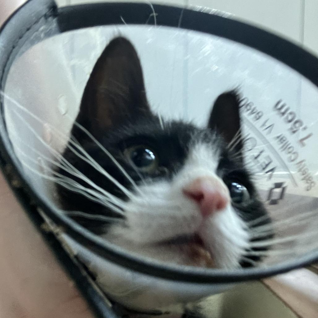 Enlarge Tempo, a Adoptable Domestic Short Hair in Idaho Falls, ID image 3/3