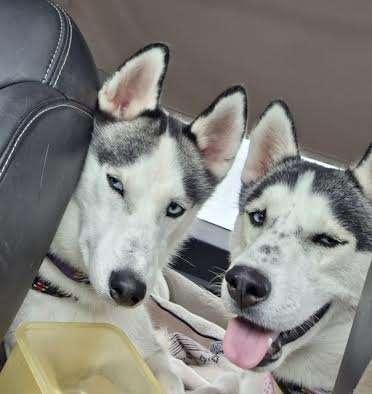 CACTUS, an adoptable Husky in Ironwood, MI, 49938 | Photo Image 2