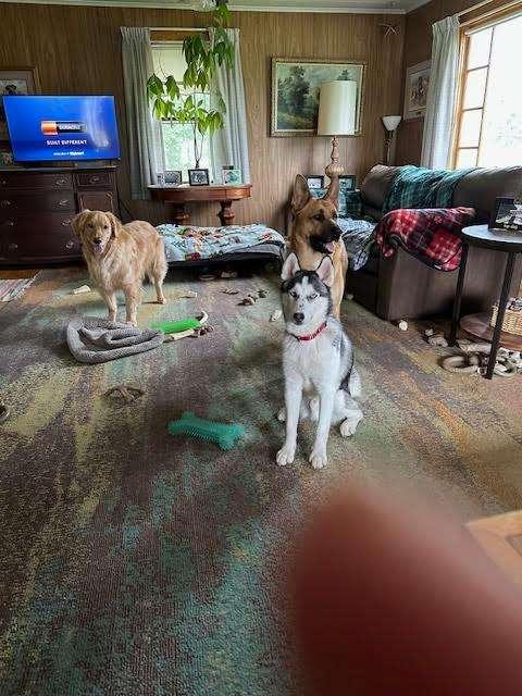 CACTUS, an adoptable Husky in Ironwood, MI, 49938 | Photo Image 3