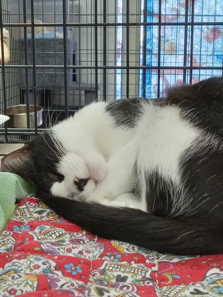 Chloe, Adoptable, Adult Female Domestic Short Hair.