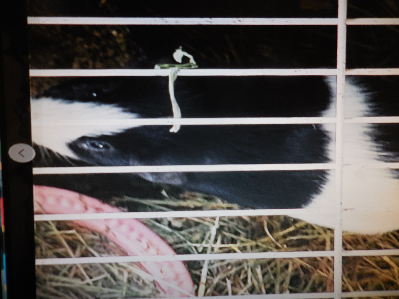 Guinea pigs, Adopted, Young Female Guinea Pig.