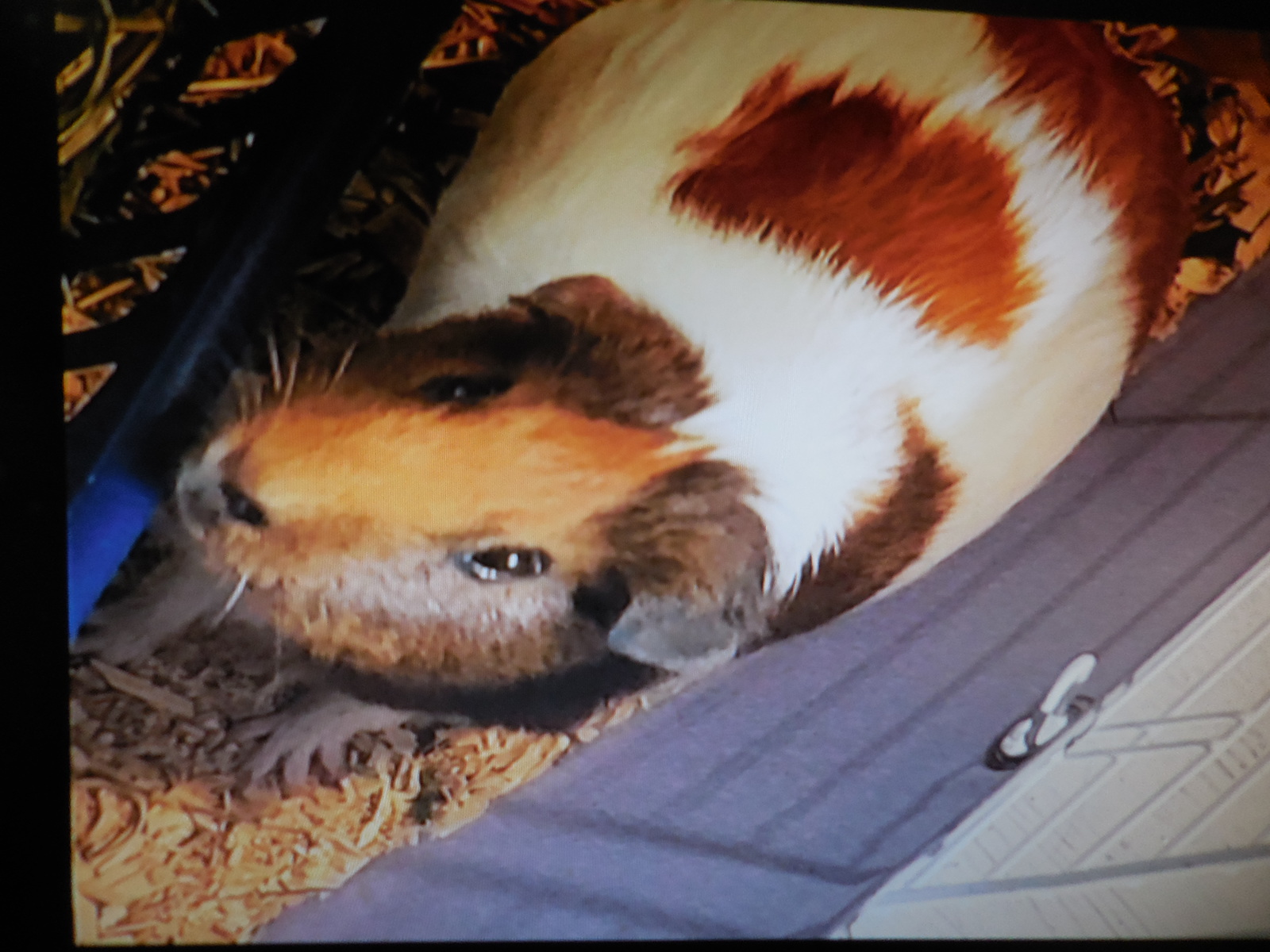 Guinea pigs, a Adopted Guinea Pig image 2/2
