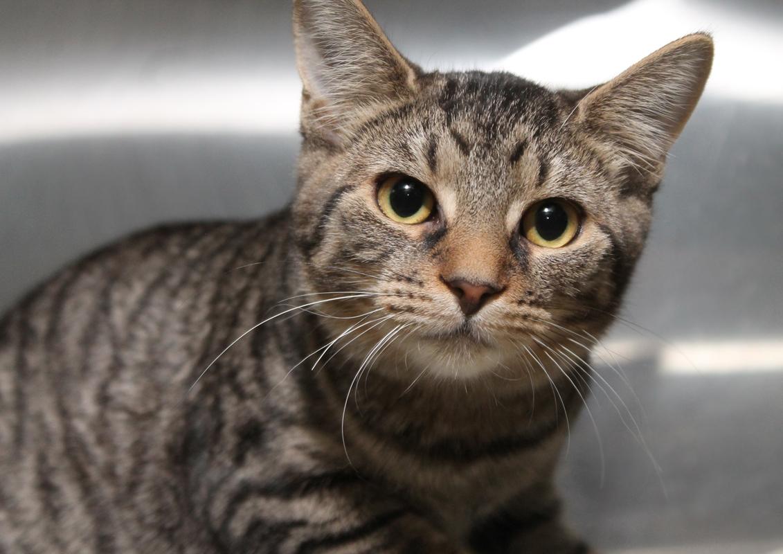 Enlarge TIGER, a Adoptable Domestic Short Hair in Huntly, IL image 4/5