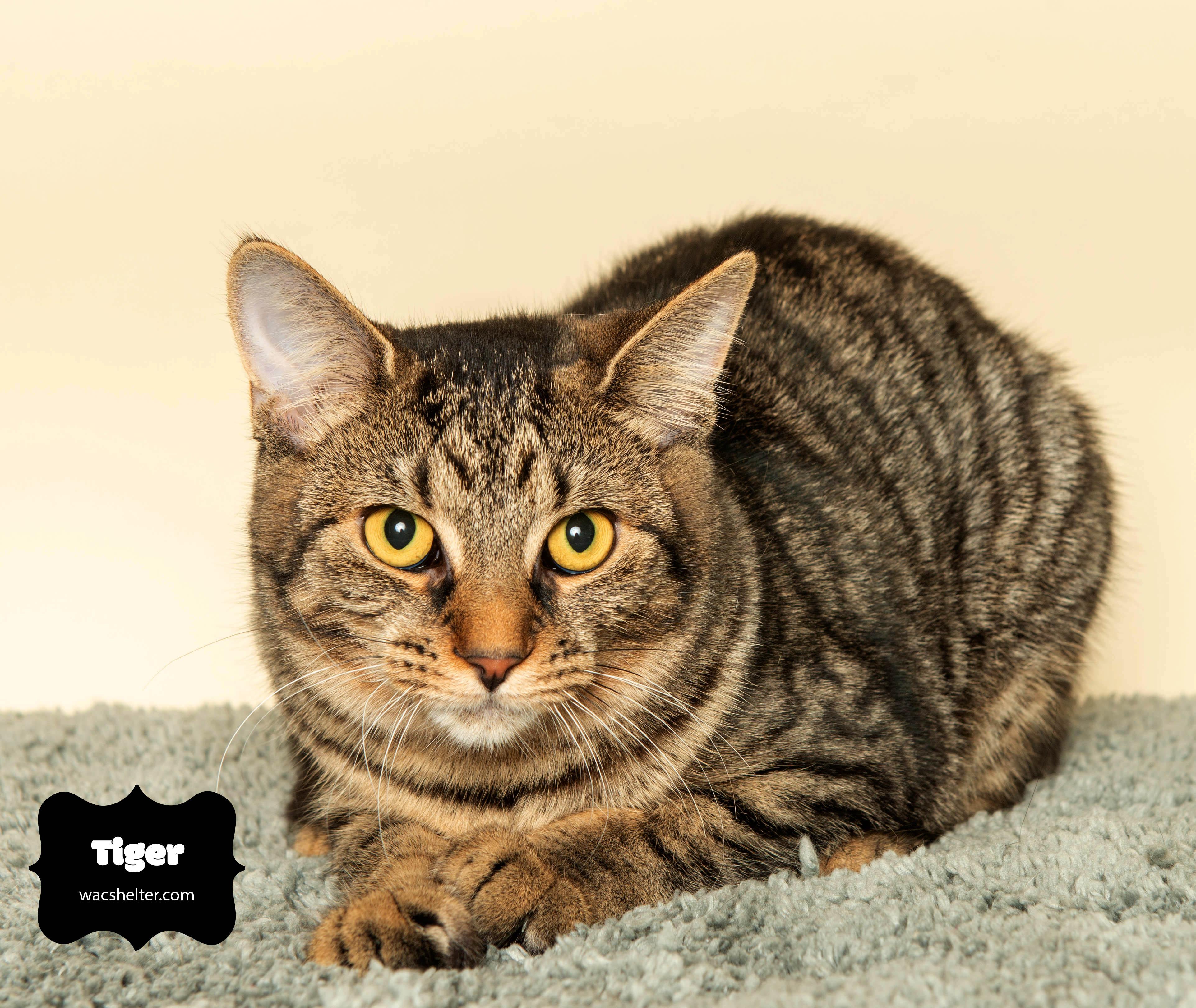 Enlarge TIGER, a Adoptable Domestic Short Hair in Huntly, IL image 5/5
