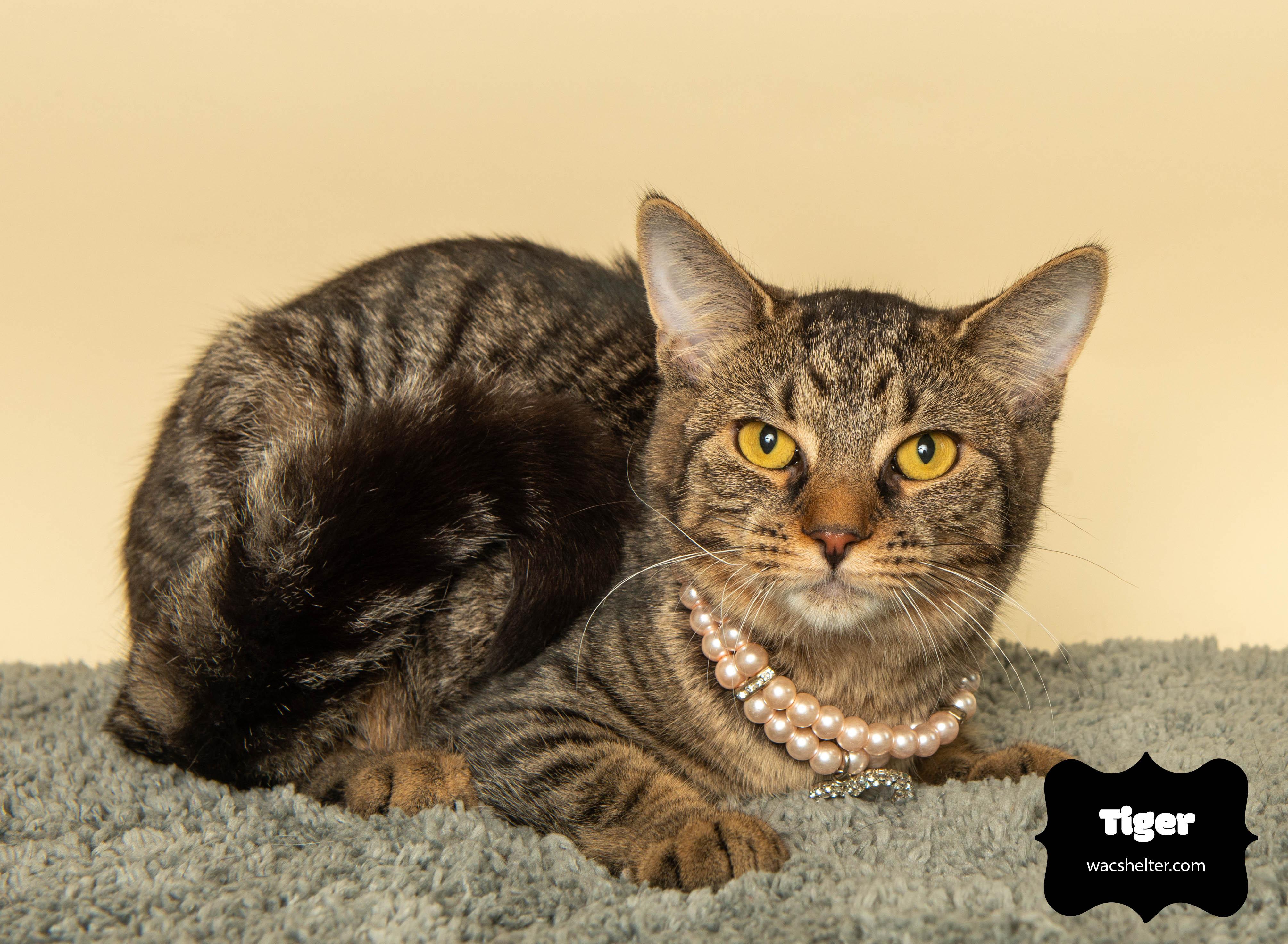 Enlarge TIGER, a Adoptable Domestic Short Hair in Huntly, IL image 2/5
