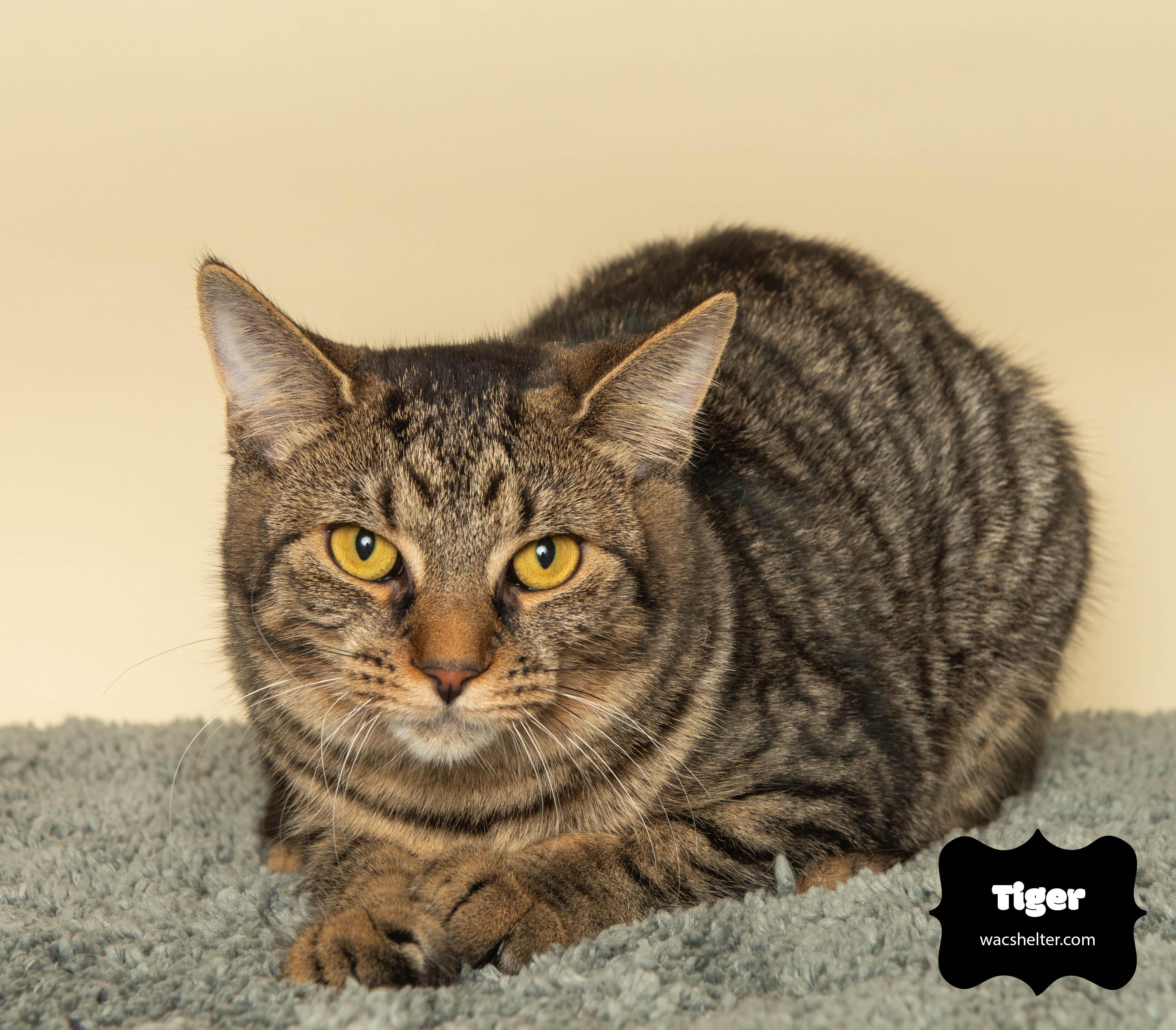 Enlarge TIGER, a Adoptable Domestic Short Hair in Huntly, IL image 3/5
