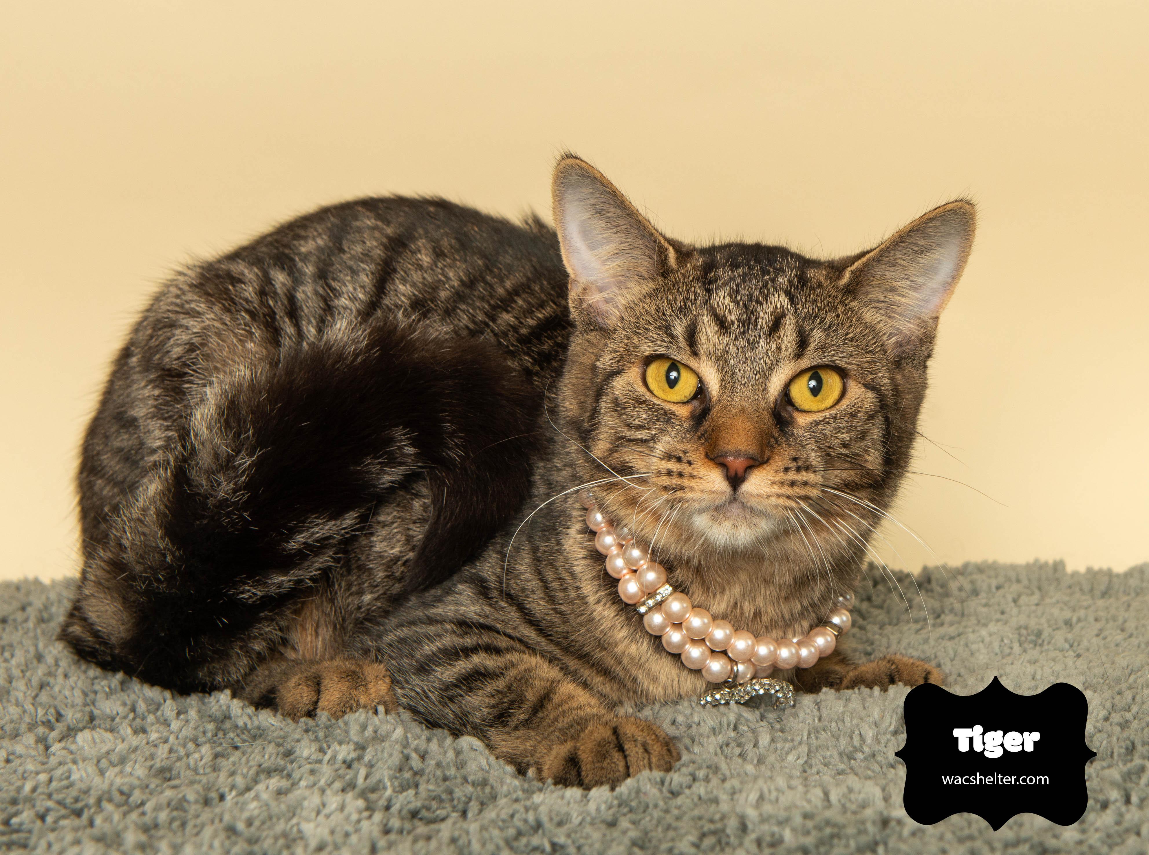 Enlarge TIGER, a Adoptable Domestic Short Hair in Huntly, IL image 1/5
