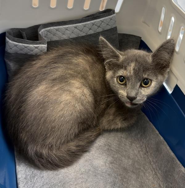 Toastina Delight, Adoptable, Kitten Female Domestic Short Hair.
