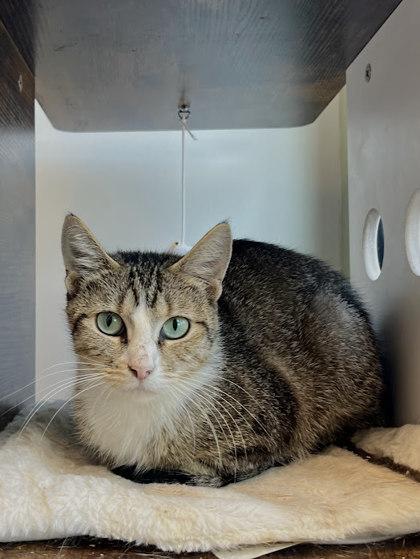 Daisy Duke, Adoptable, Young Female Domestic Short Hair & Domestic Short Hair.