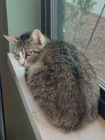 Enlarge Daisy Duke, a Adoptable Domestic Short Hair in Twinsburg, OH image 2/2