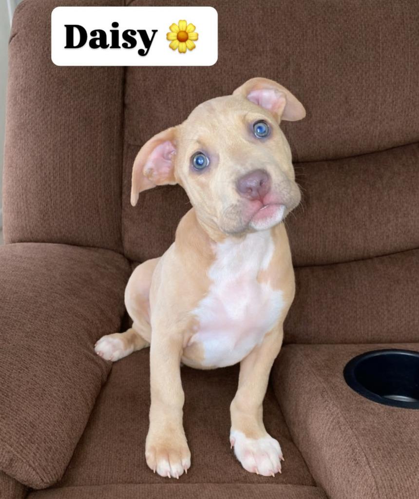 Enlarge Daisy, a Adopted mixed breed in Warren, MI image 1/6