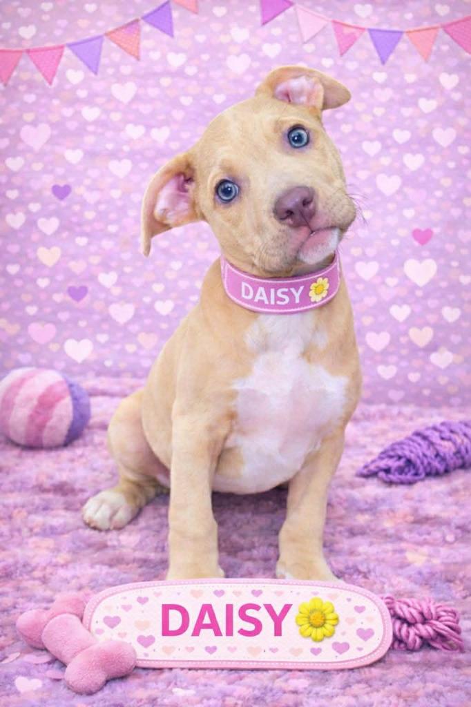 Enlarge Daisy, a Adopted mixed breed in Warren, MI image 2/6