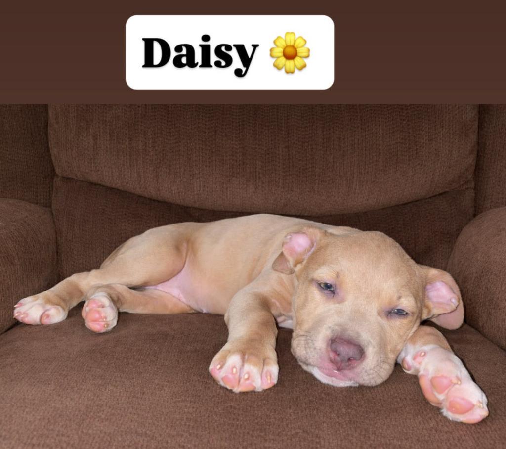 Enlarge Daisy, a Adopted mixed breed in Warren, MI image 3/6