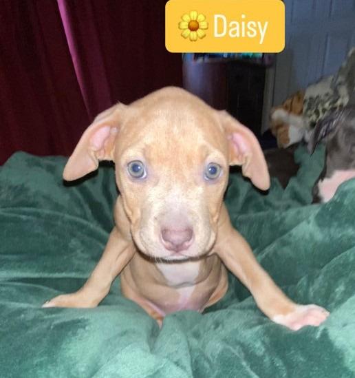 Enlarge Daisy, a Adopted mixed breed in Warren, MI image 4/6