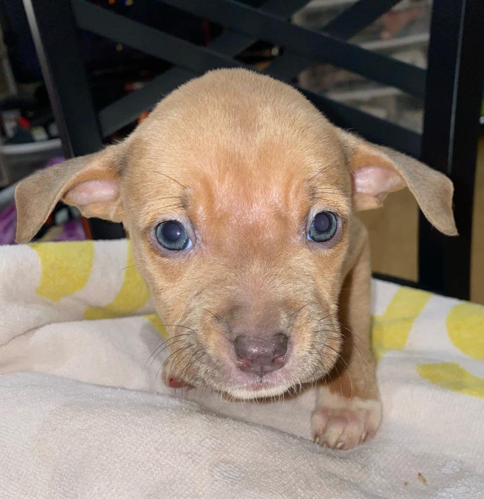 Enlarge Daisy, a Adopted mixed breed in Warren, MI image 5/6