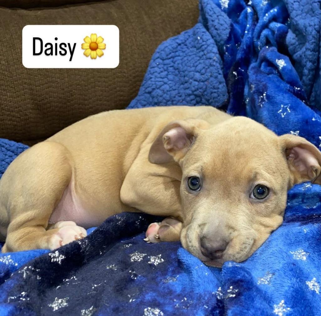 Enlarge Daisy, a Adopted mixed breed in Warren, MI image 6/6