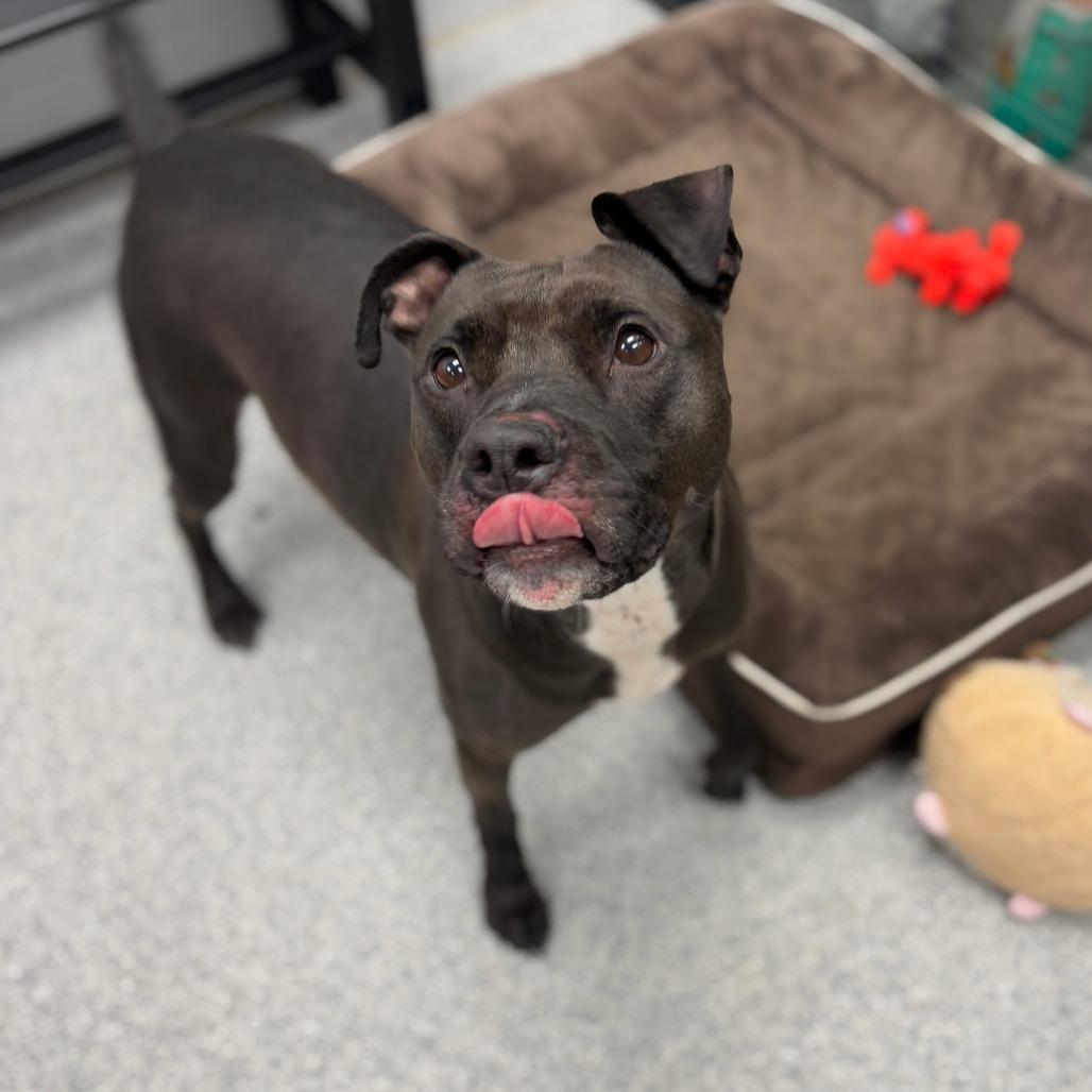 Enlarge Stella, a Adoptable mixed breed in Monticello, IA image 6/6