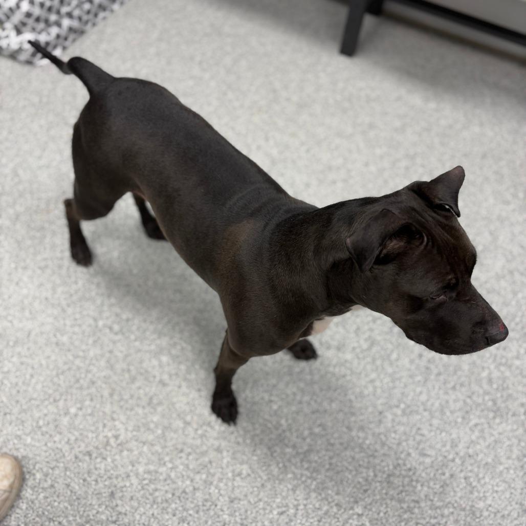 Enlarge Stella, a Adoptable mixed breed in Monticello, IA image 3/6