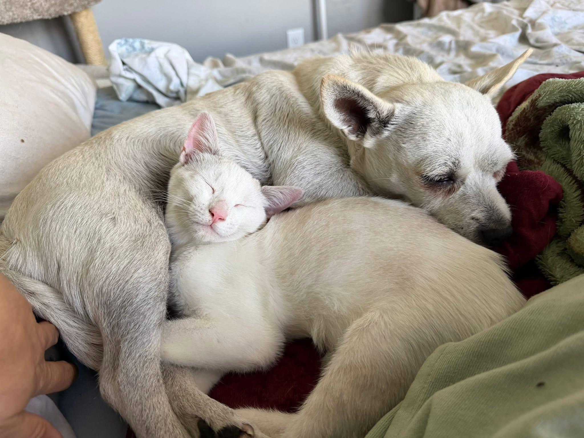 Spunky , an adopted mixed breed in Arcadia, FL image 3/3