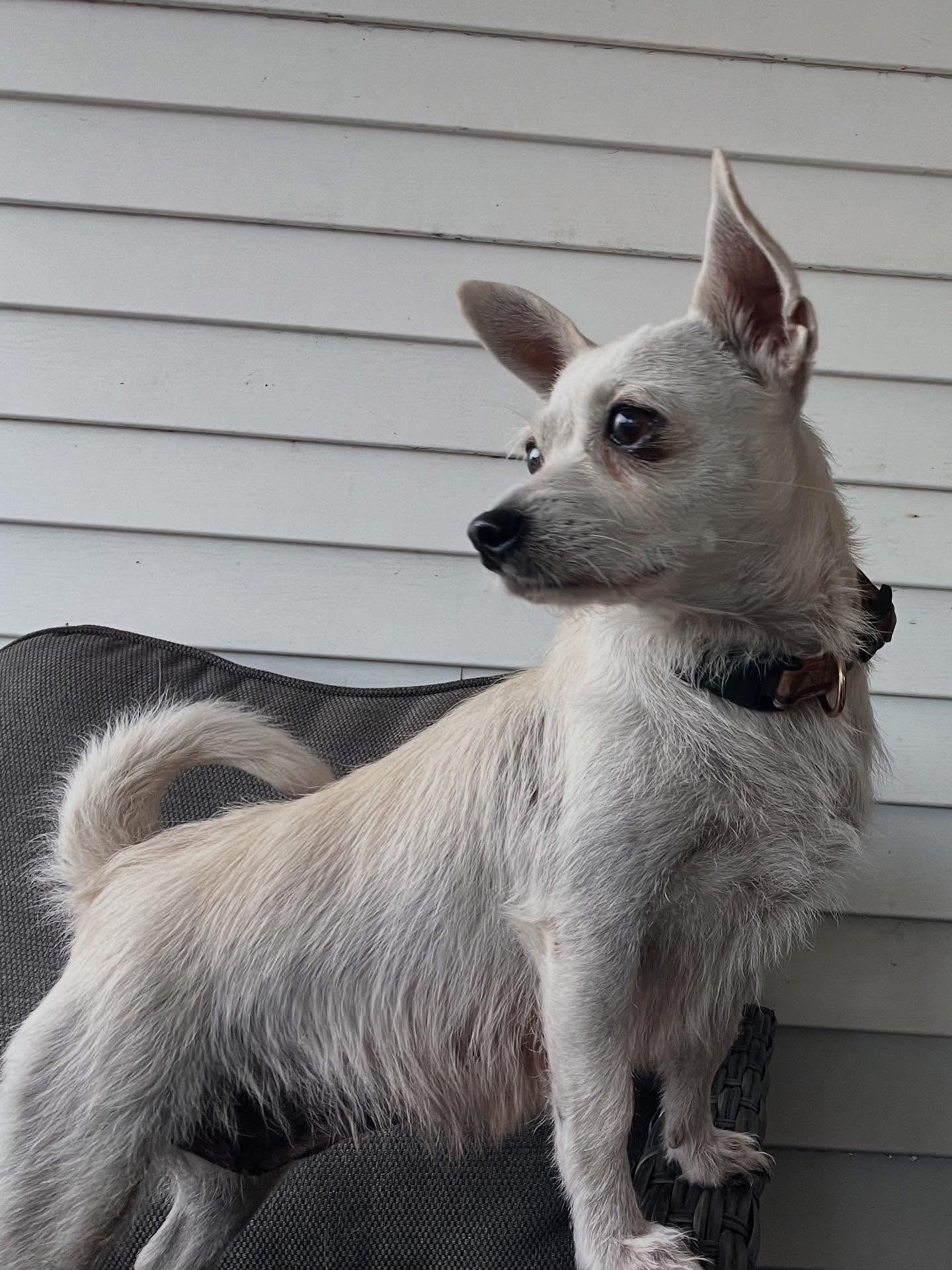 Spunky , an adopted mixed breed in Arcadia, FL image 2/3