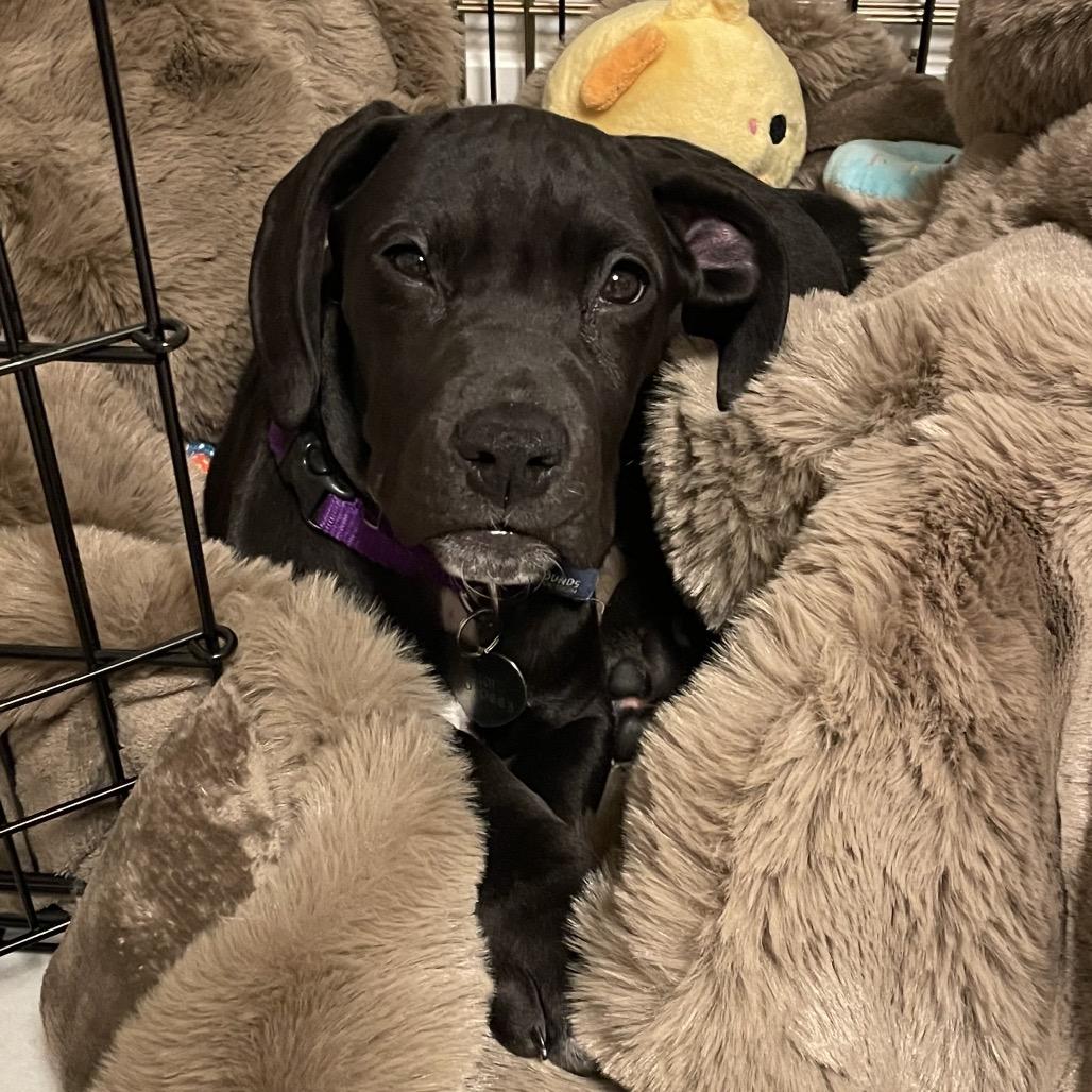Indigo, Adoptable, Puppy Female Pit Bull Terrier.