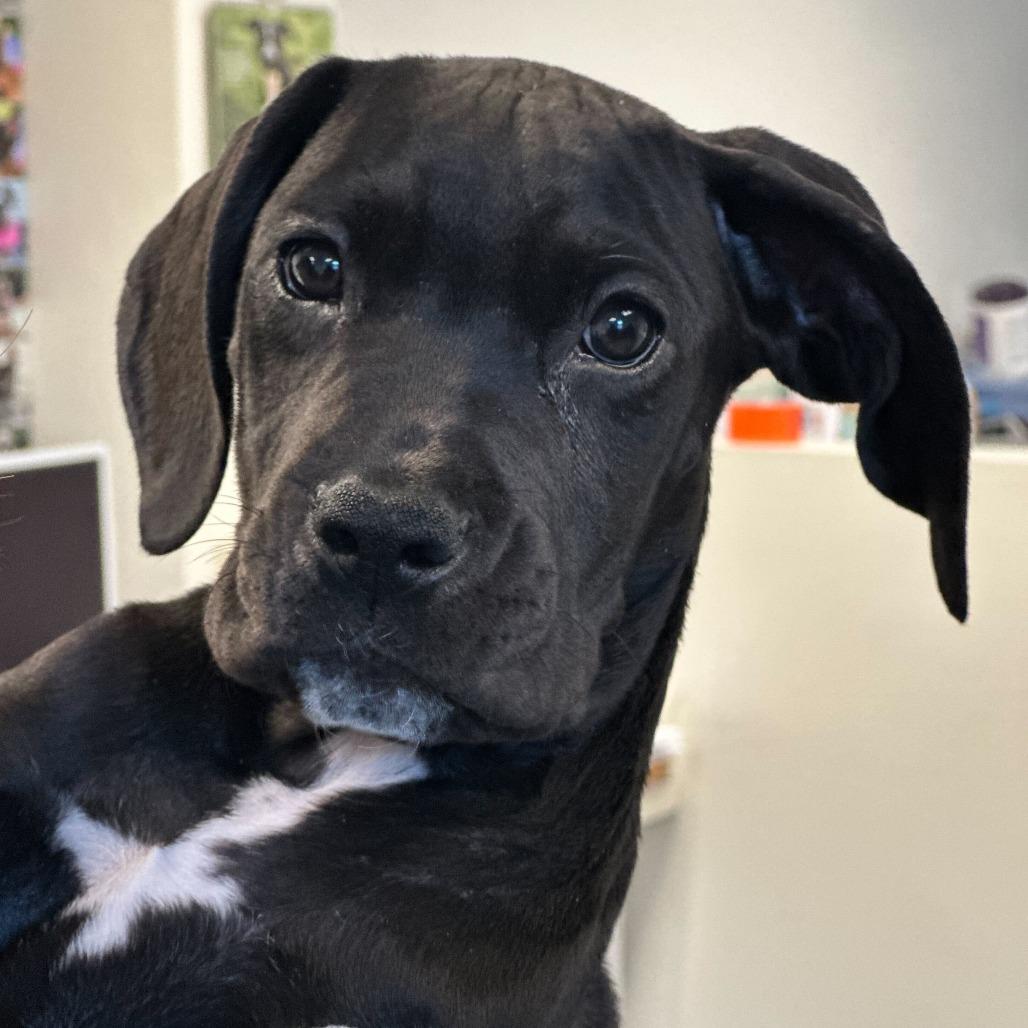 Indigo, a Adoptable Pit Bull Terrier in Los Angeles, CA image 2/2