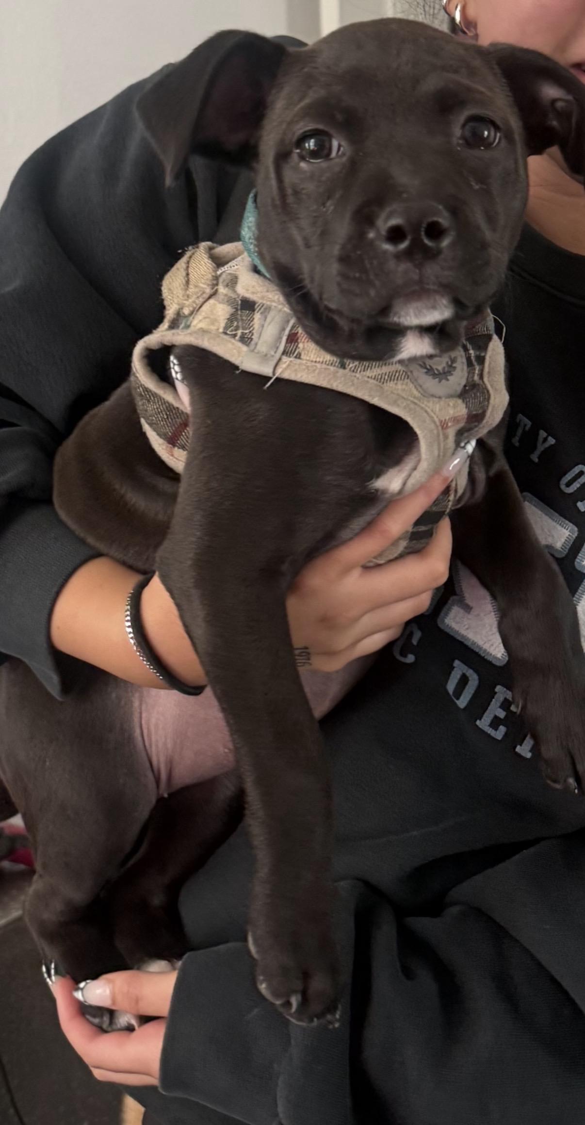 Mavis, ADOPTABLE, Puppy Female Pit Bull Terrier.