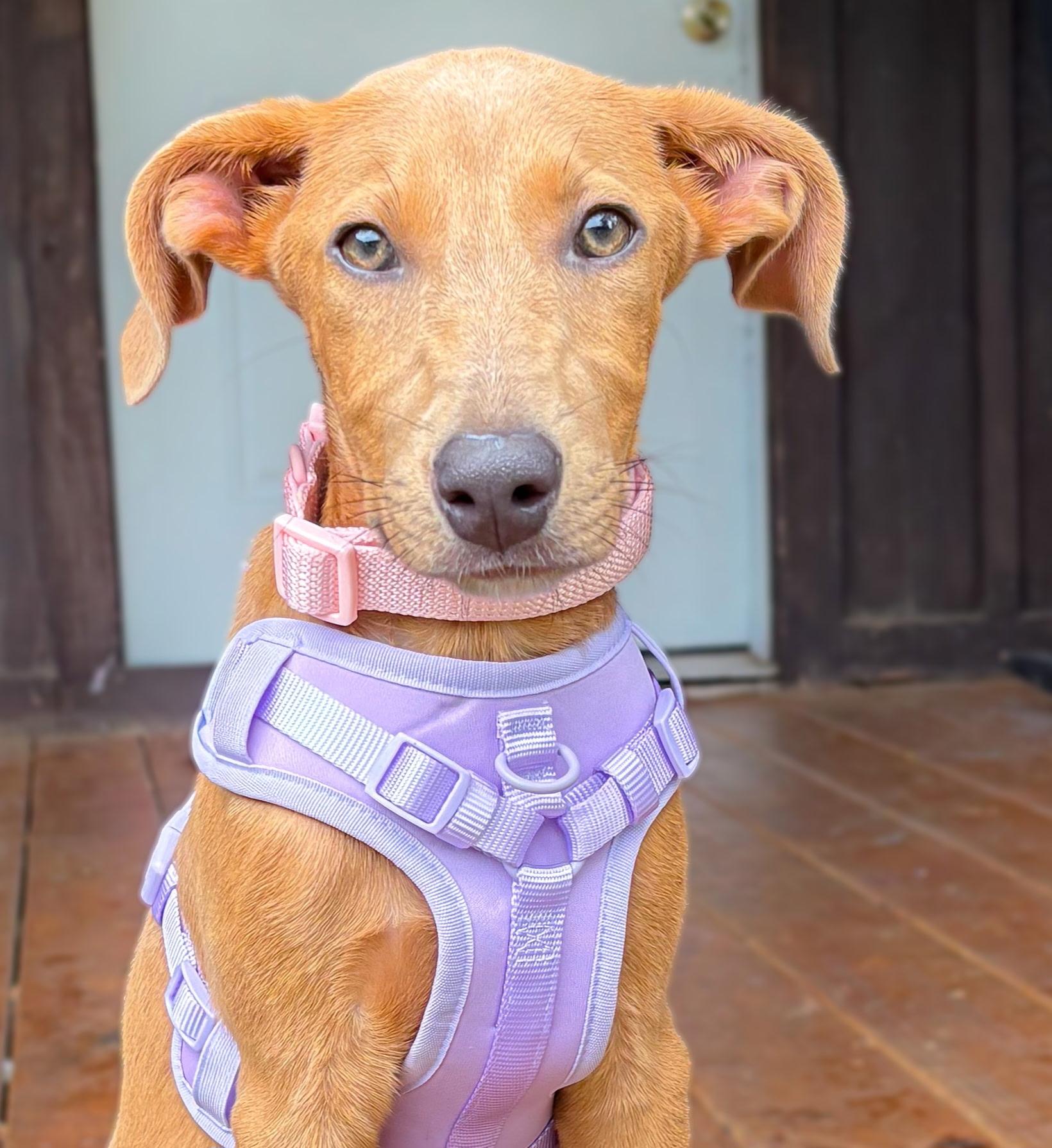 Enlarge Peanut, a Adoptable mixed breed in Holly Springs, MS image 3/3
